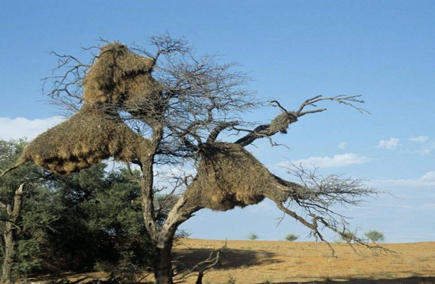 南非数吨重的鸟巢，可同时容纳500只鸟，导游：千万别靠近有危险