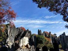 李子箐石林-石林-Jenny龟