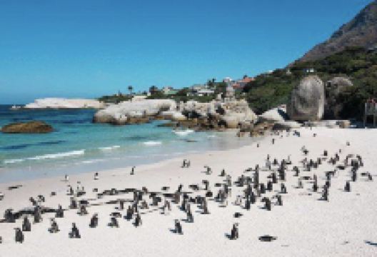 Otway声音和企鹅保护区景点图片