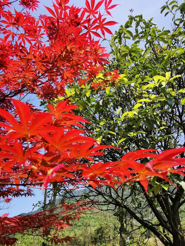 林邑公园旅行图片 6