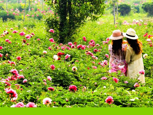 扬州芍药园