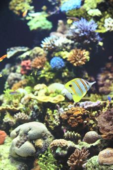 HQ 珊瑚礁水族馆-汤斯维尔-尊敬的会员