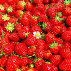 冲绳美丽草莓南城园-南城市