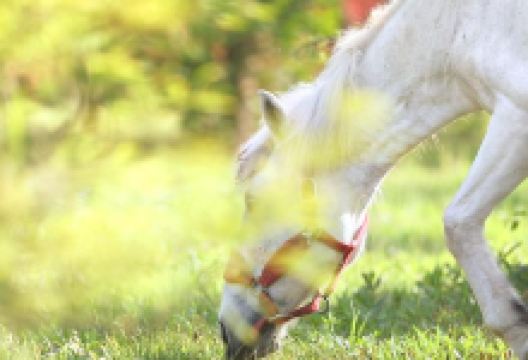 宿迁动物园景点图片