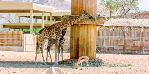 阿聯酋公園動物園