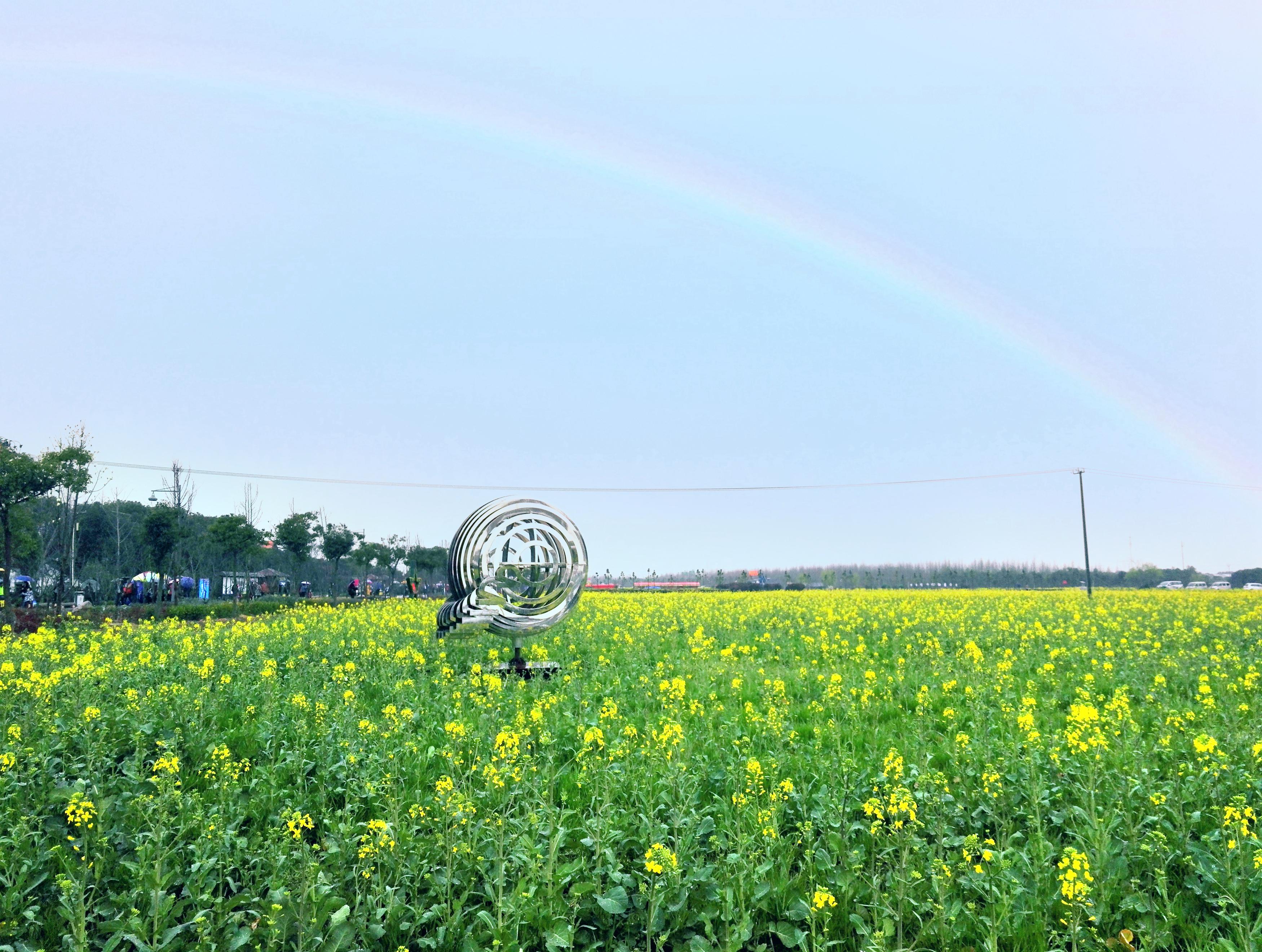 奉贤油菜花