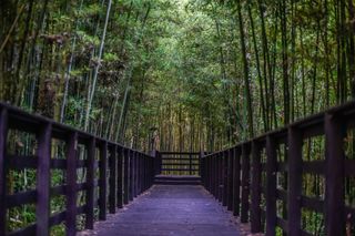 洗肺何必去原始森林？诸如这座小城公园，宛如传说中的秘境