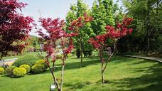 棒棰岛-大连-唏哩呼噜小猪猪