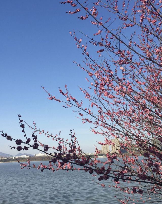 安庆市菱湖风景区旅行图片 1