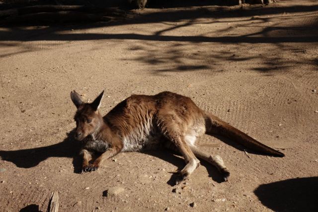 Melbourne Zoo