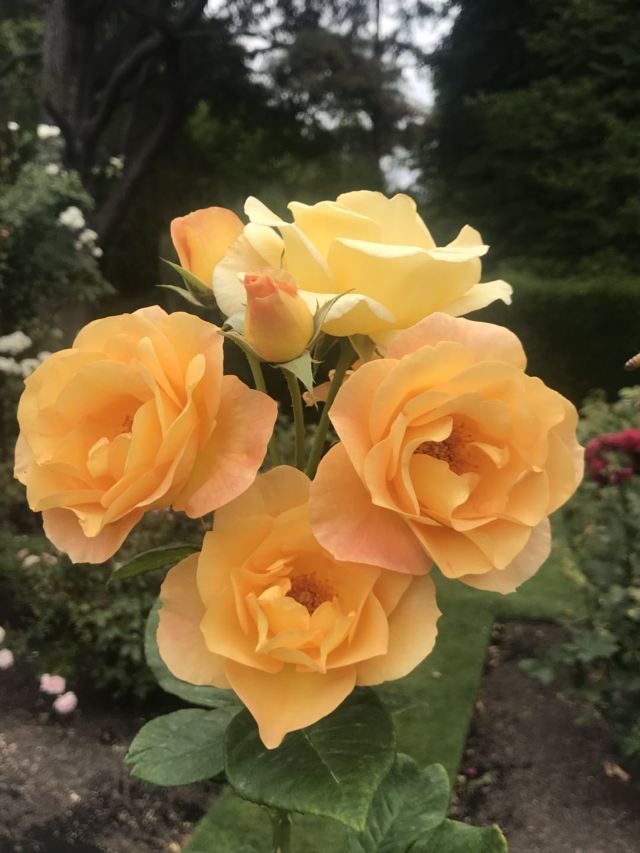 基督城植物園