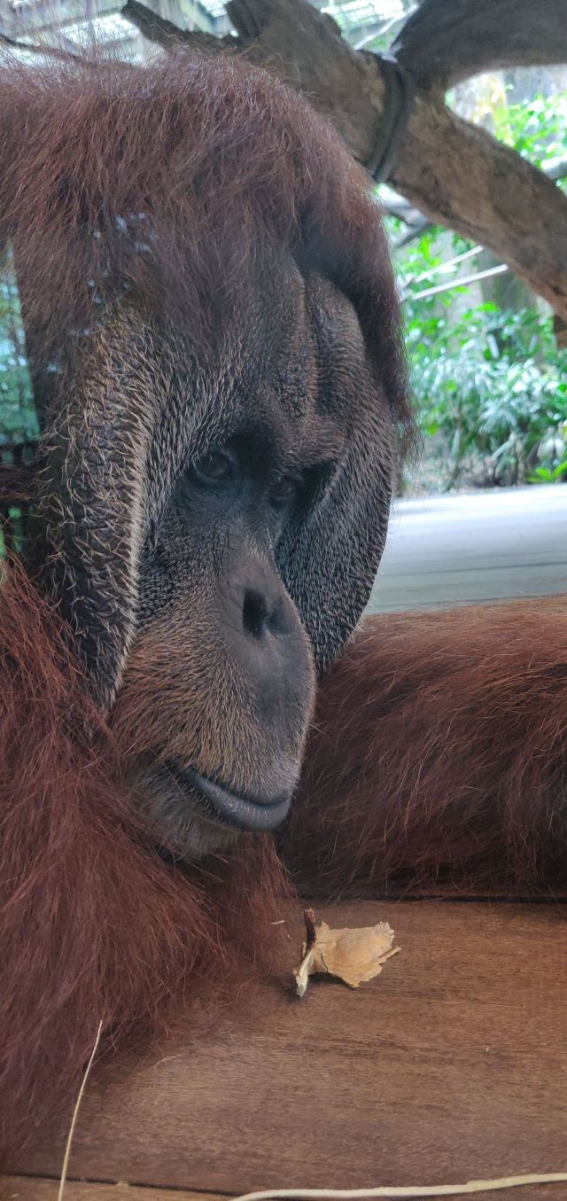 Singapore Zoo