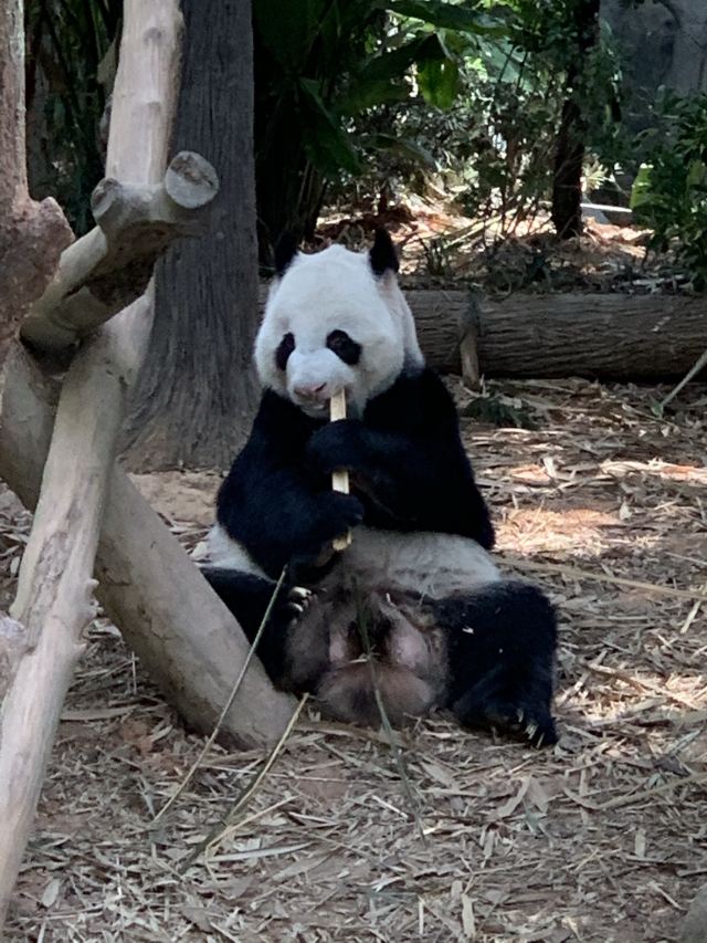 Singapore Zoo