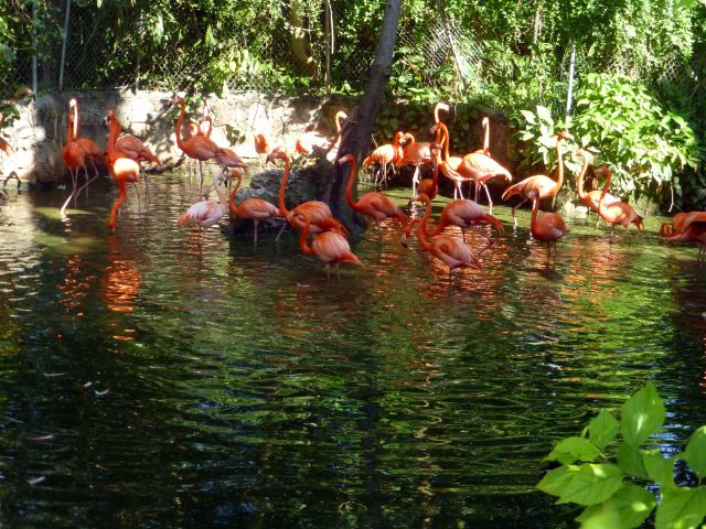 Ardastra Gardens, Zoo and Conservation Center