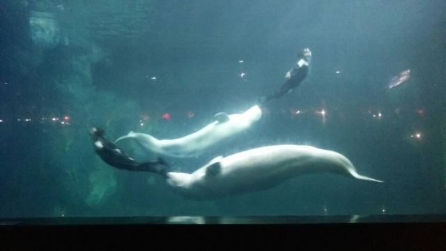 Qujiang Polar Ocean Park