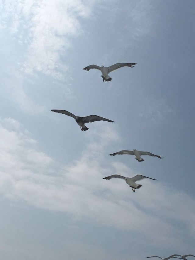 완냐오다오(만조도)