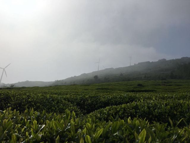 동백산