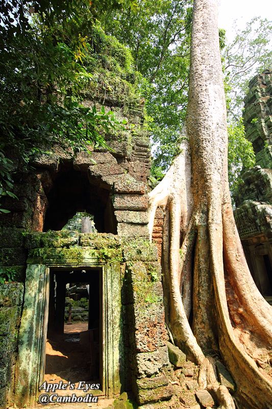 Ta Prohm