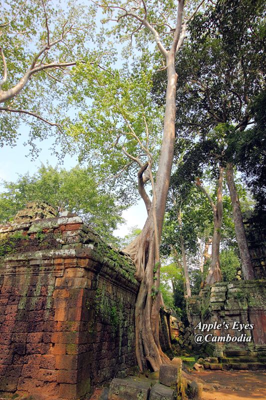 Ta Prohm