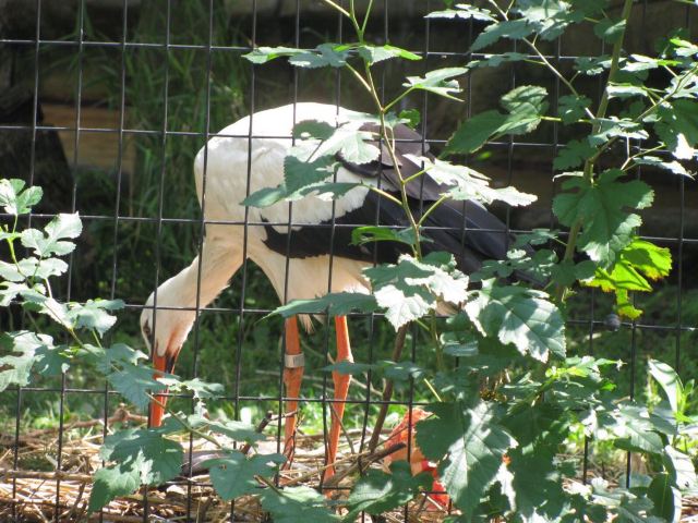 Lincoln Park Zoo