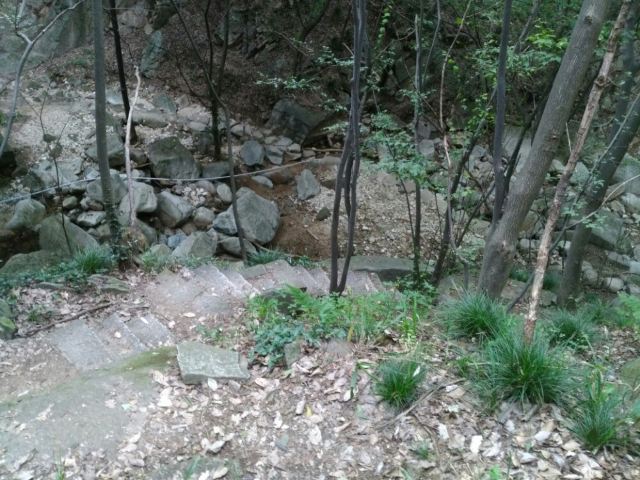 수탉 산
