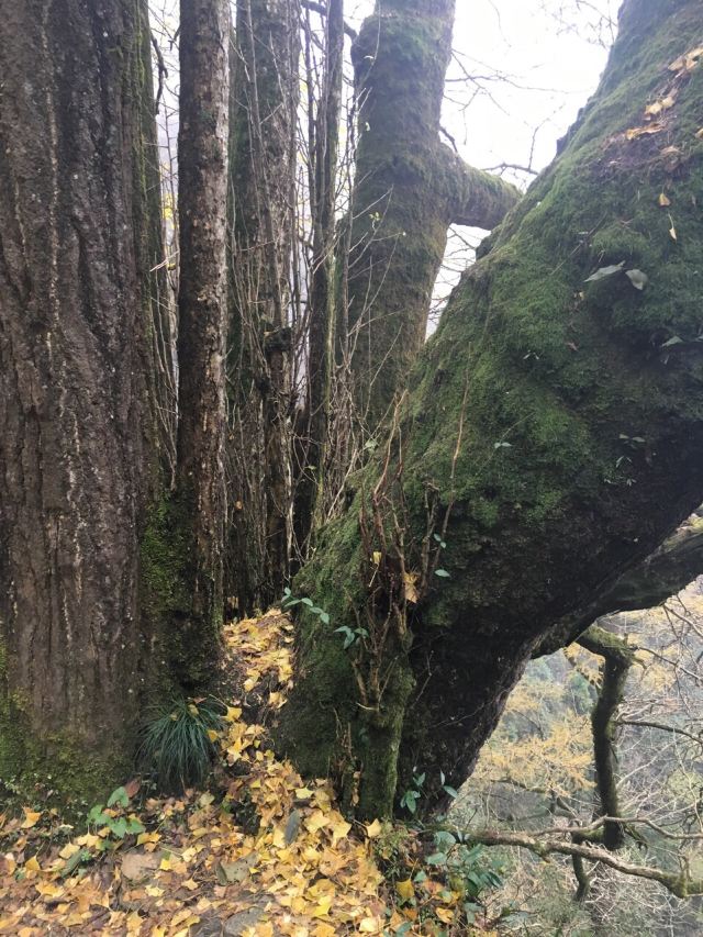 天目山景區