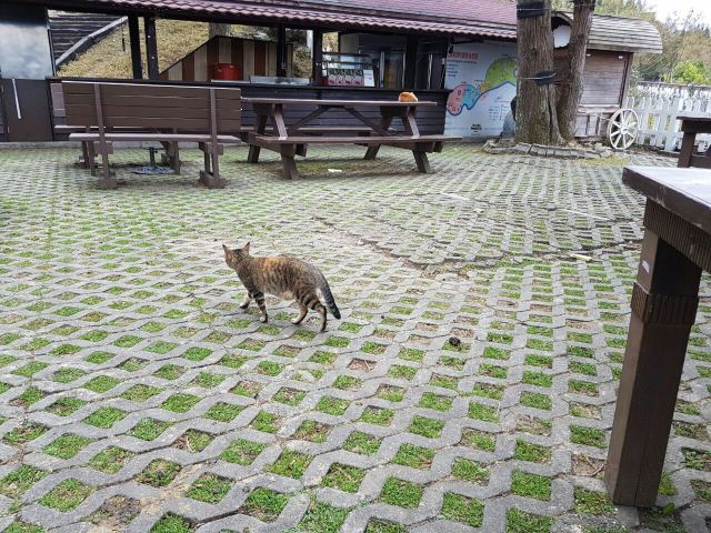 칭칭초원