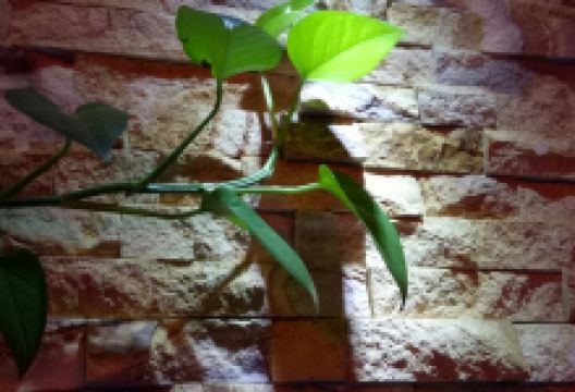 宏宾楼传统涮(名仕嘉园店)美食图片