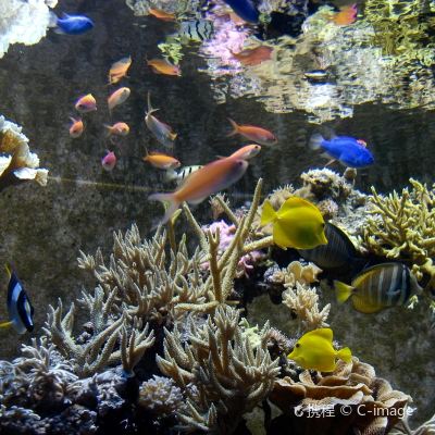<8天>【14人小团 含主题乐园门票】·奥兰多半自助游：含奥兰多十四大主题乐园门票+三大特色一日游(肯尼迪航太中心/墨西哥湾/银泉州立公园）任选+酒店含早+可升级迪斯尼度假酒店