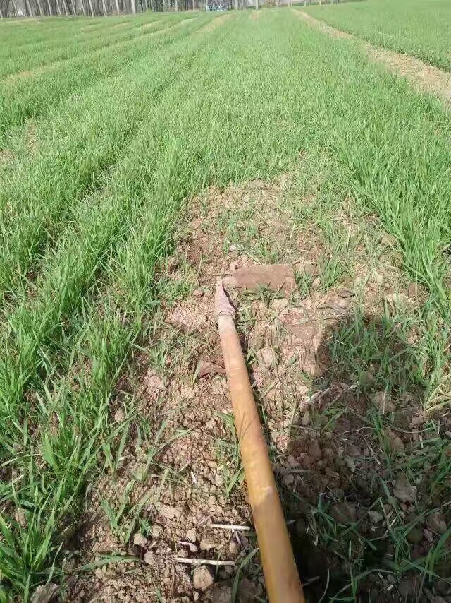 锄禾日当午  汗滴禾下土