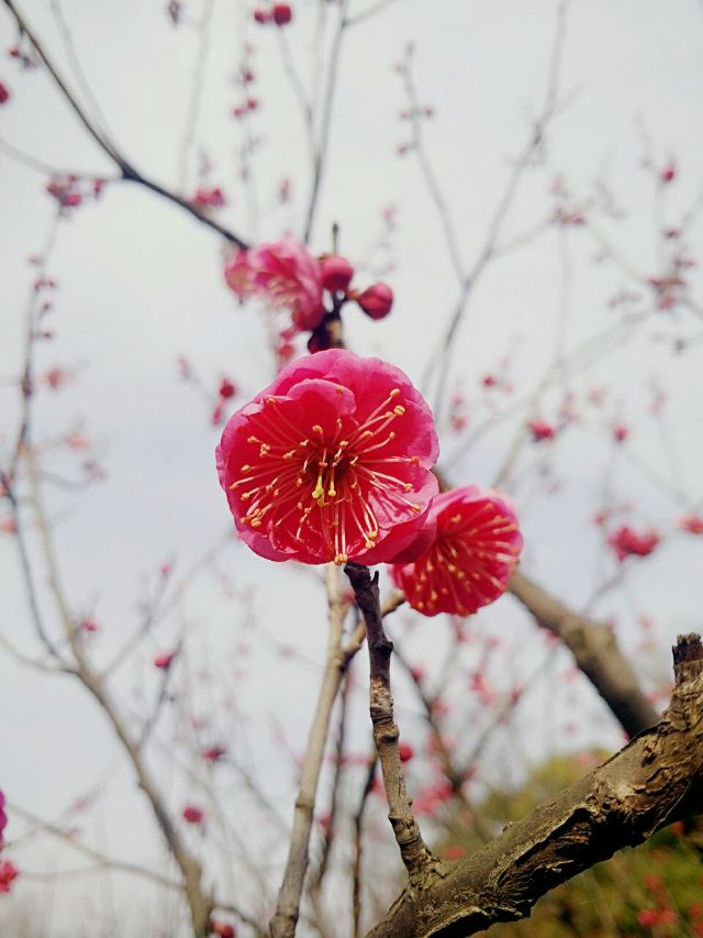 매원