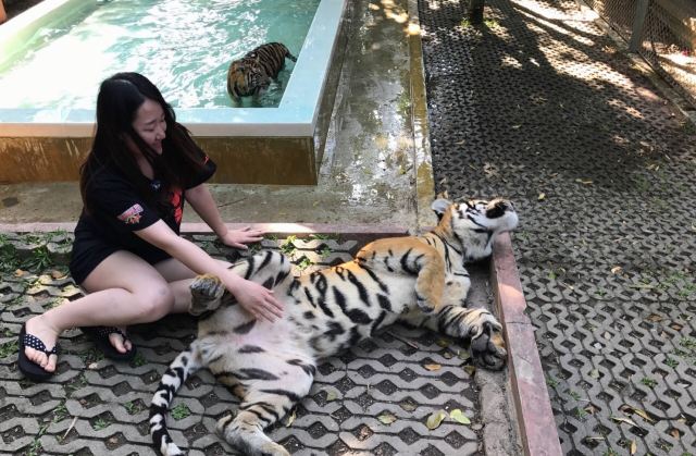 Tiger Kingdom Phuket