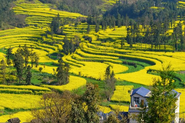 Luoping Canola Flower Ocean