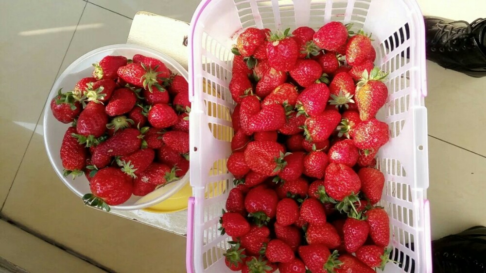 摘草莓的时候到啦