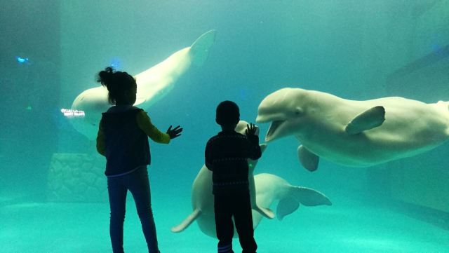 Grandview Aquarium