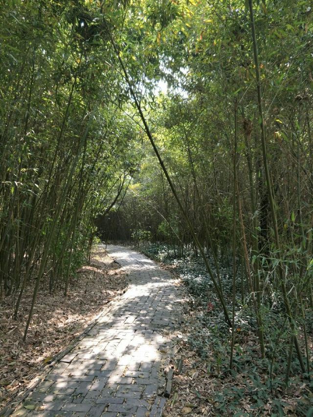 Shajiabang Scenic Area