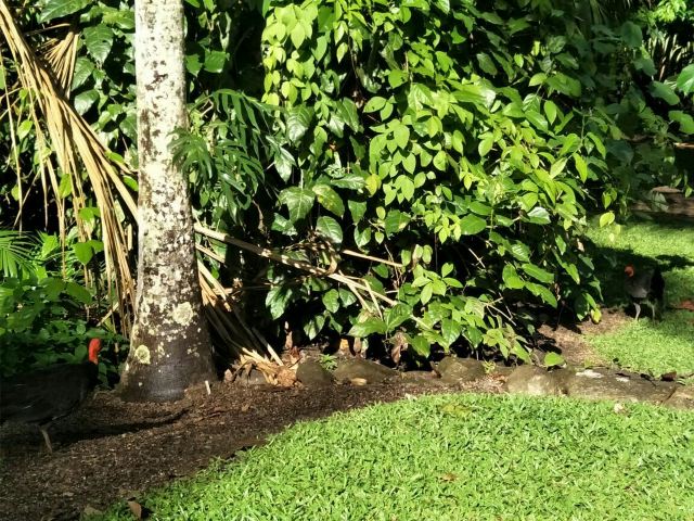 Cairns Botanic Gardens