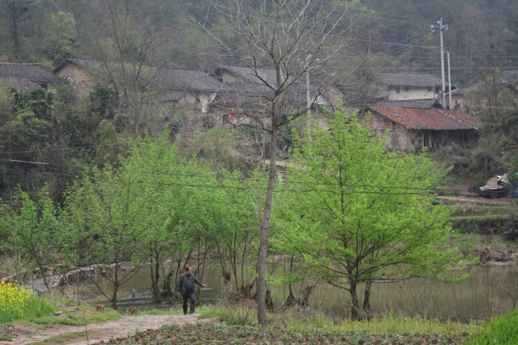 油菜花