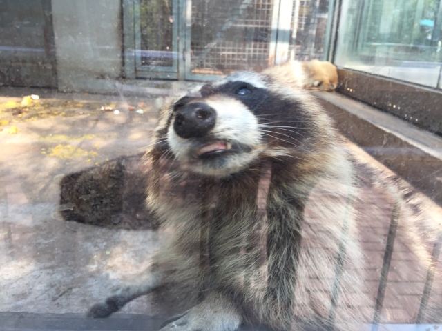 칭다오(청도) 동물원