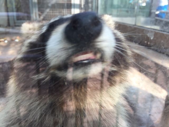 칭다오(청도) 동물원