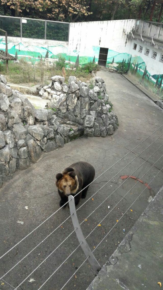 成都動物園