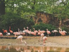 汉诺威动物园-汉诺威-Rainie