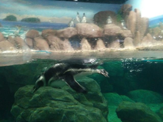 Qujiang Polar Ocean Park