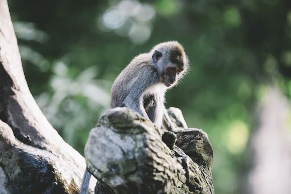 Ubud Monkey Forest
