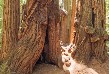 金门大桥+穆尔红杉国家公园+恶魔岛+Hawk Hill一日游【旧金山一日游[阳光加州+中文专车+行程可调]】