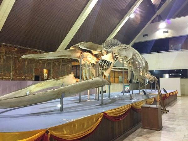 Sabah Museum