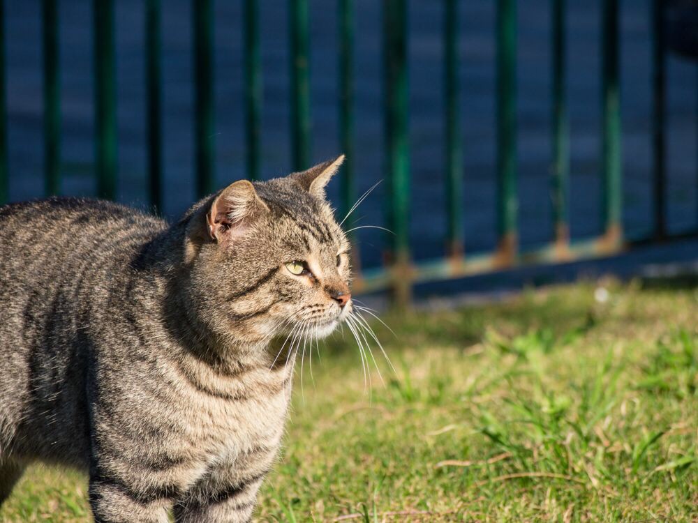 苏莲托的贱🐱