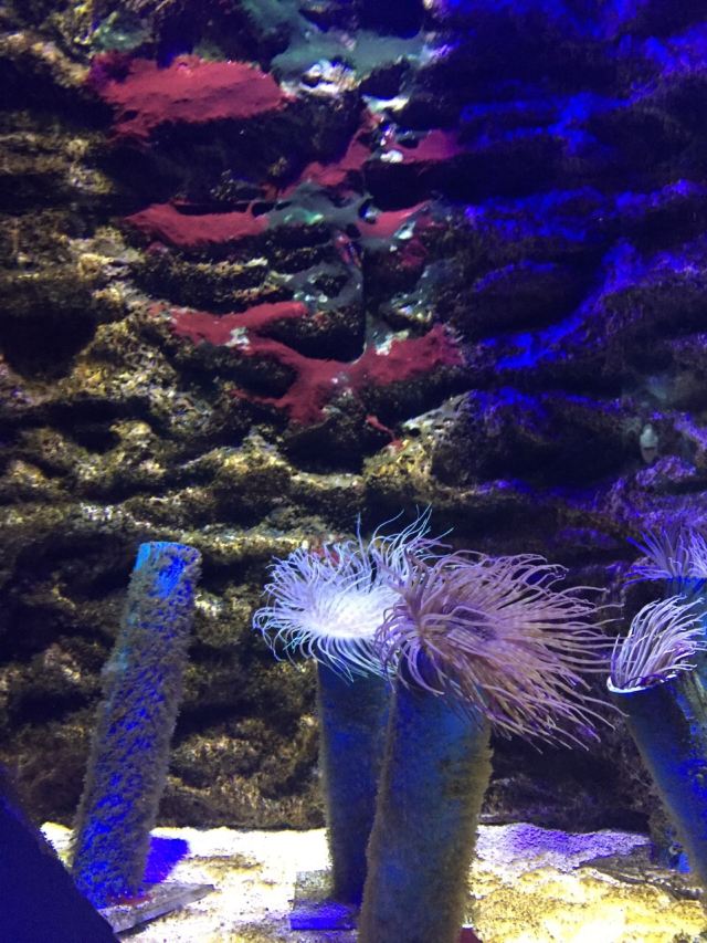 Nanchong Polar Ocean World