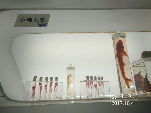 다롄 성야하이양스제(대련 성아해양세계)