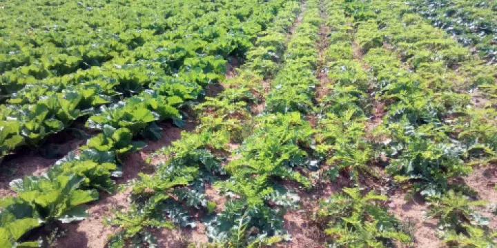 大連金谷生態園